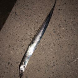 タチウオ夜ワインド