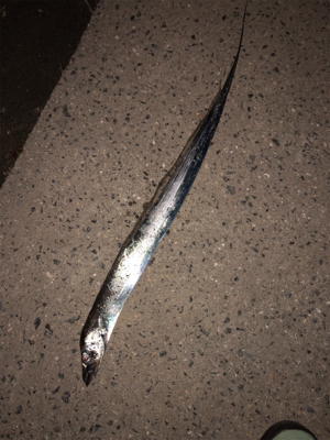 タチウオ夜ワインド