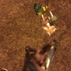 太刀魚ハント！