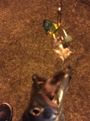 太刀魚ハント！