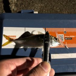 暴風雨豆アジング