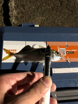 暴風雨豆アジング