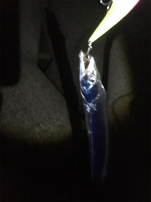 久しぶりにタチサゴハマチ