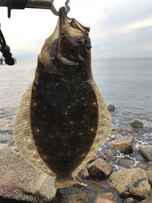 フラットフィッシュ