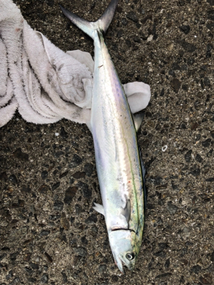 釣果も気温も寒かったです。