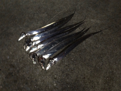 好調タッチー(^^)