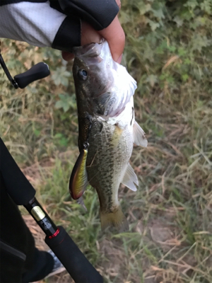 夕まずめ子バス釣り