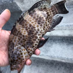 朝まずめライトロック♪