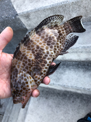 朝まずめライトロック♪