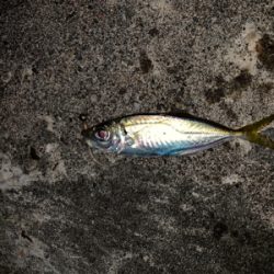 仕事終わりアジング