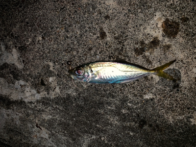 仕事終わりアジング