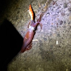 寒すぎ！釣果も寒い