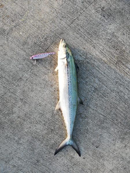 ジグパラブレード