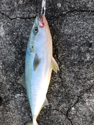 ワインド後はライトショアジギングで