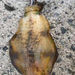 やっと秋が来た！