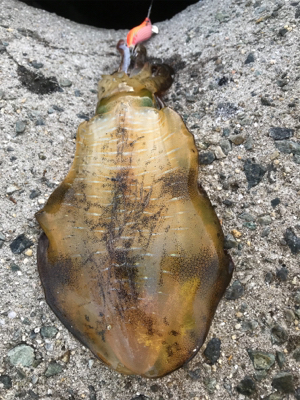 やっと秋が来た！