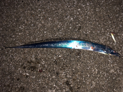 夕まずめ1時間勝負