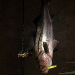 久しぶりのシーバスフィッシング