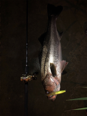 久しぶりのシーバスフィッシング