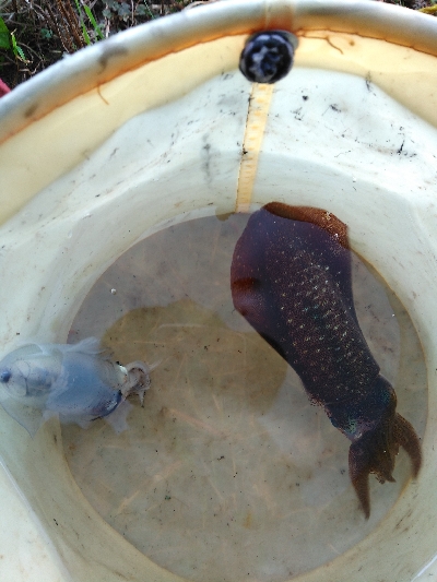 シーバスロッドでアオリイカエギング