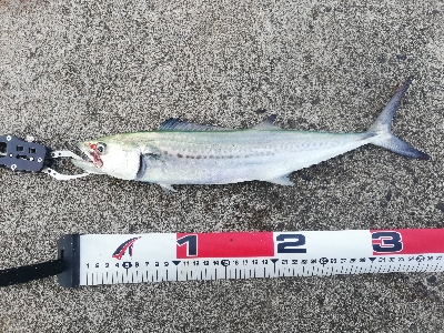 ショアジギング