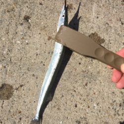 サヨリ釣りを邪魔するサバ