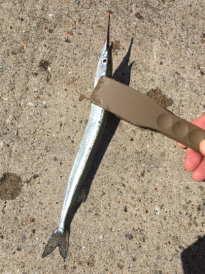 サヨリ釣りを邪魔するサバ