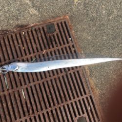 ショアから指3本幅(^^)