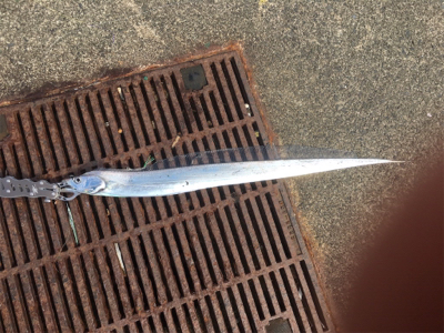 ショアから指3本幅(^^)