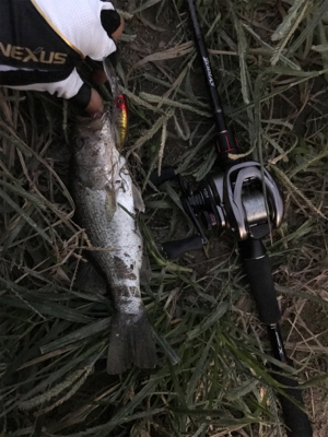 バラシまくりの釣行