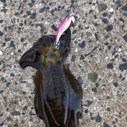 秋イカエギング