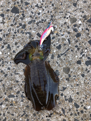 秋イカエギング