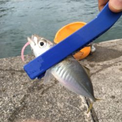 今日もまたアジ