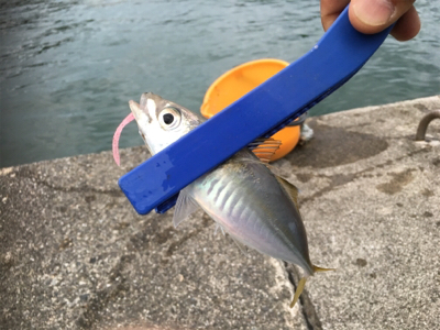 今日もまたアジ