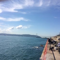 今日は明石鯛日和!