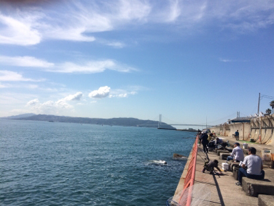 今日は明石鯛日和!