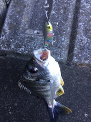 そろそろSRクランクでも...