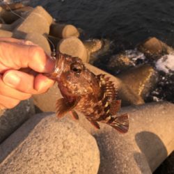 カニで落とし込み、。