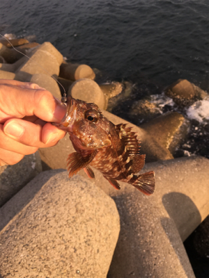 カニで落とし込み、。