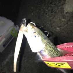 今日も、ワインドには渋い！