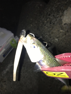 今日も、ワインドには渋い！