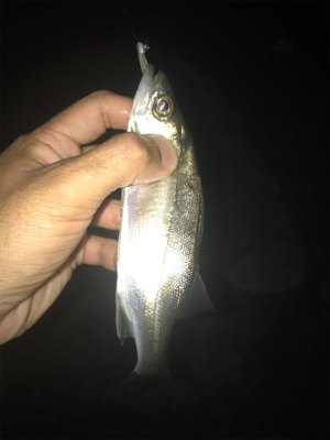 名港はサバだらけ