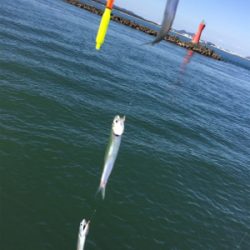 サビキ・タチウオ