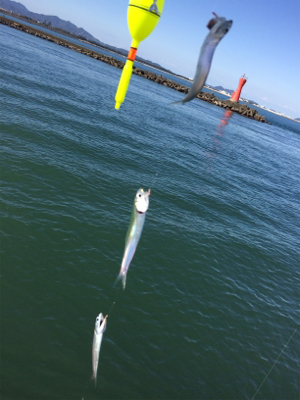 サビキ・タチウオ