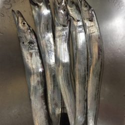 太刀魚アタリは多いが