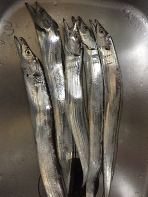 太刀魚アタリは多いが