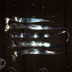 ゆっくりとした釣りですか