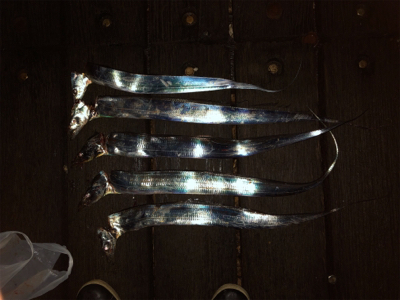 ゆっくりとした釣りですか