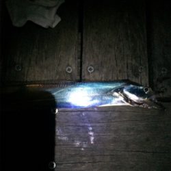 今日は渋かったぁ