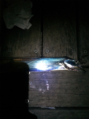 今日は渋かったぁ